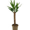 MijnPlantenShop_Yucca_Elephantipes2