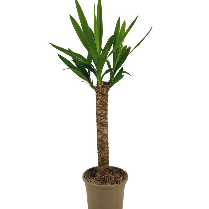 MijnPlantenShop_Yucca_Elephantipes2