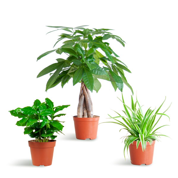 MijnPlantenShop_groene_kamerplanten1