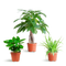 MijnPlantenShop_groene_kamerplanten1