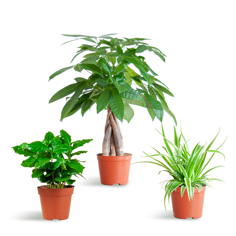 MijnPlantenShop_groene_kamerplanten1