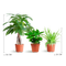 MijnPlantenShop_groene_kamerplanten2