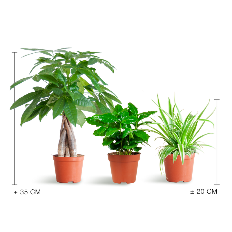 MijnPlantenShop_groene_kamerplanten2