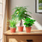 MijnPlantenShop_groene_kamerplanten3