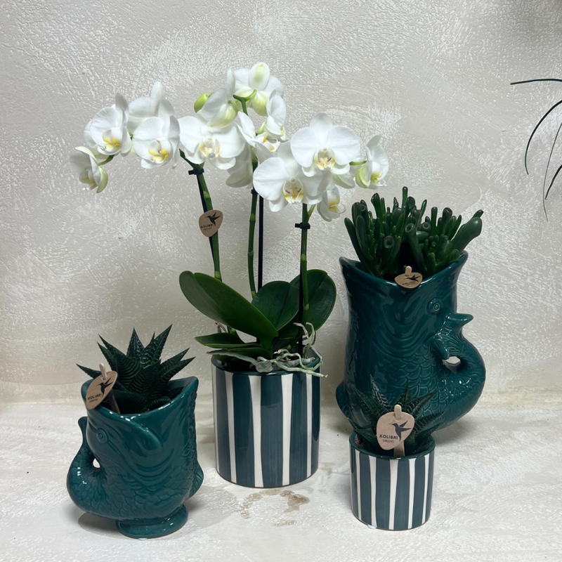 MijnPlantenShop_witte orchidee2