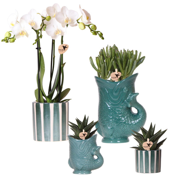 Set van witte orchidee Amabilis1
