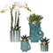 Set van witte orchidee Amabilis1