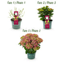 Tuin Hortensia Hydrangea macrophylla Ruby Tuesday Saphire