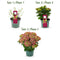 Tuin Hortensia Hydrangea macrophylla Ruby Tuesday Saphire