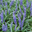 40x Liriope muscari 'Big Blue' - ↕10-25cm - Ø9cm - Mijnplantenshop.nl