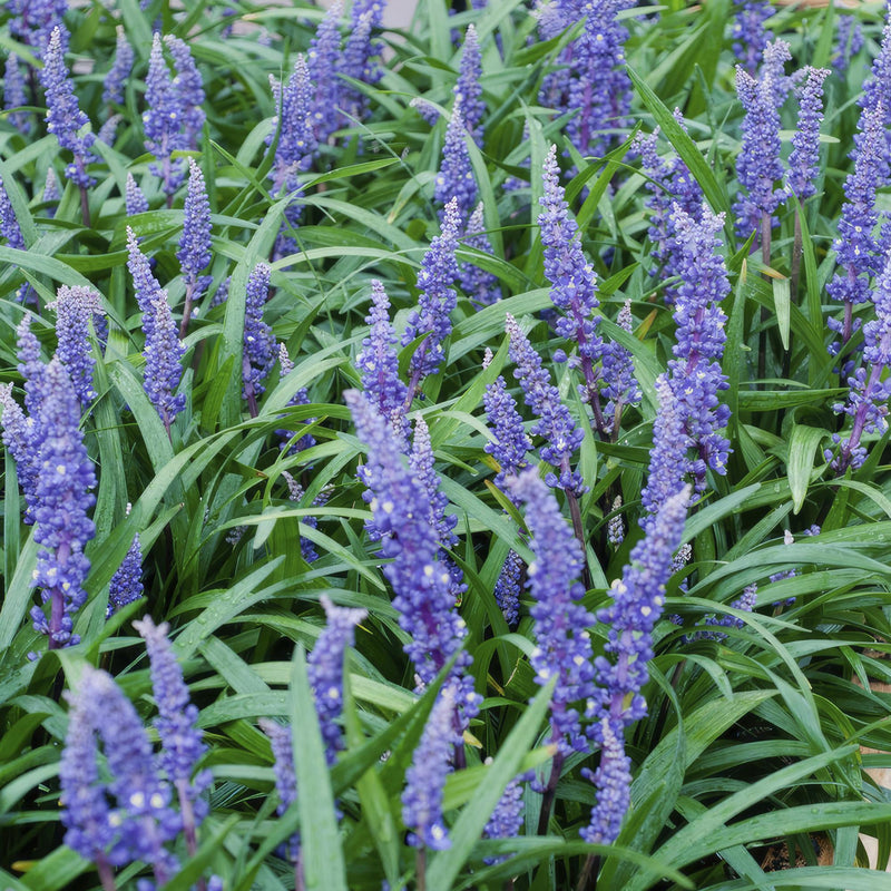 40x Liriope muscari 'Big Blue' - ↕10-25cm - Ø9cm - Mijnplantenshop.nl