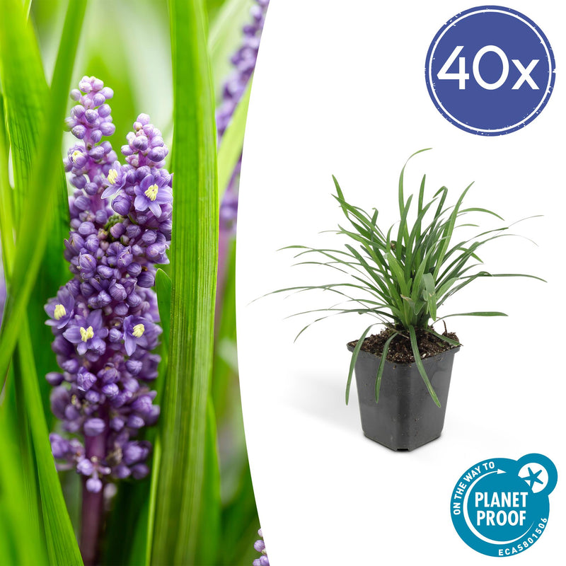40x Liriope muscari 'Big Blue' - ↕10-25cm - Ø9cm - Mijnplantenshop.nl