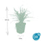 40x Liriope muscari 'Big Blue' - ↕10-25cm - Ø9cm - Mijnplantenshop.nl