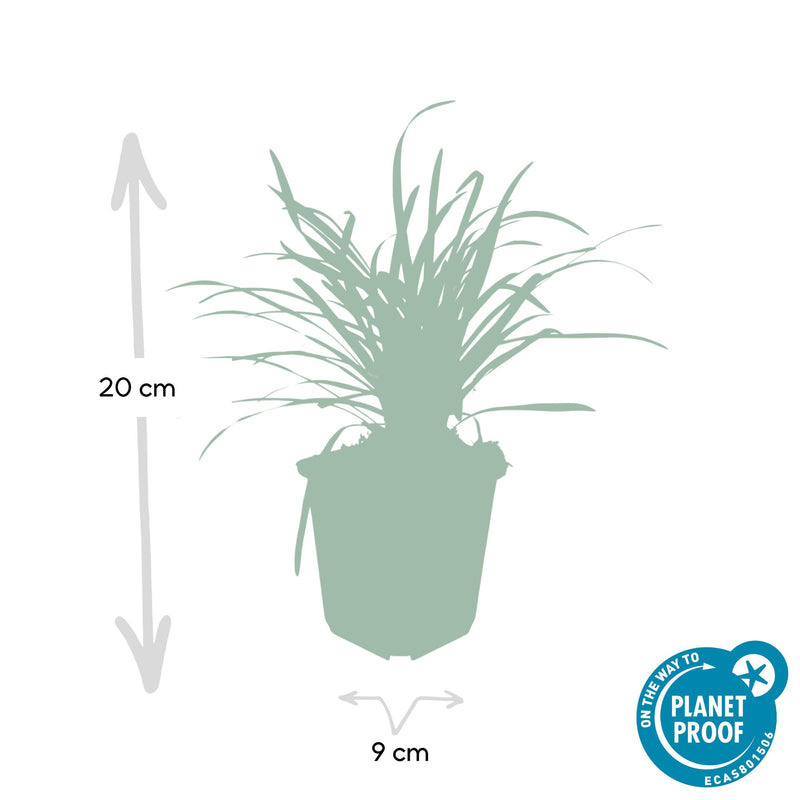 40x Liriope muscari 'Big Blue' - ↕10-25cm - Ø9cm - Mijnplantenshop.nl