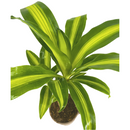 Luchtzuiverend Dracaena Fragrans Massangeana