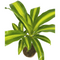 Luchtzuiverend Dracaena Fragrans Massangeana