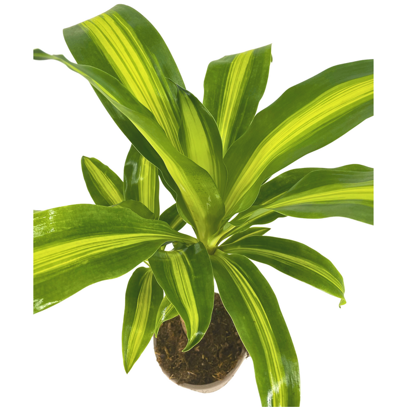 Luchtzuiverend Dracaena Fragrans Massangeana