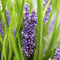 40x Liriope muscari 'Big Blue' - ↕10-25cm - Ø9cm - Mijnplantenshop.nl