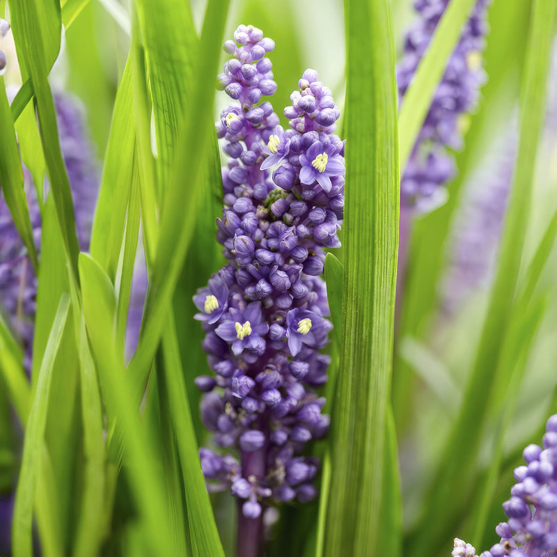 40x Liriope muscari 'Big Blue' - ↕10-25cm - Ø9cm - Mijnplantenshop.nl