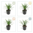 40x Liriope muscari 'Big Blue' - ↕10-25cm - Ø9cm - Mijnplantenshop.nl