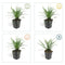 40x Liriope muscari 'Big Blue' - ↕10-25cm - Ø9cm - Mijnplantenshop.nl