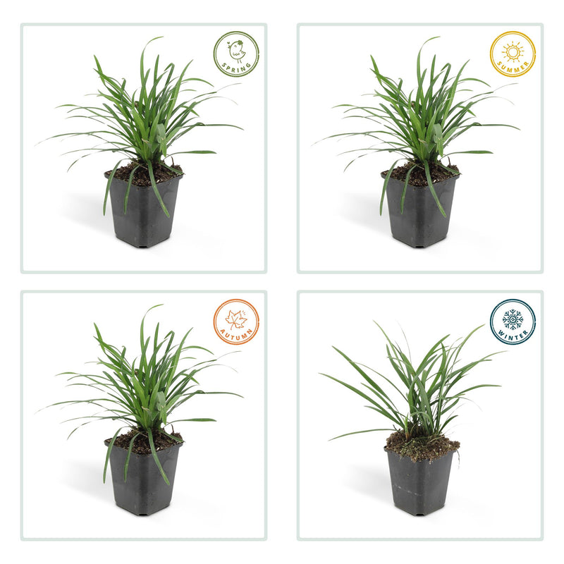 40x Liriope muscari 'Big Blue' - ↕10-25cm - Ø9cm - Mijnplantenshop.nl