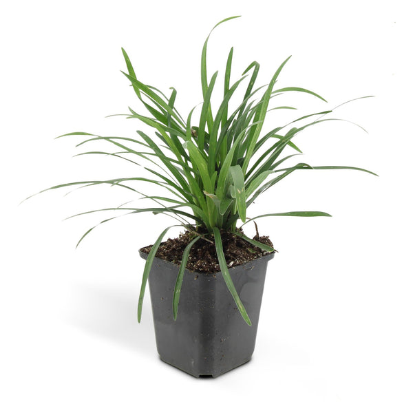 40x Liriope muscari 'Big Blue' - ↕10-25cm - Ø9cm - Mijnplantenshop.nl