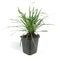 40x Liriope muscari 'Big Blue' - ↕10-25cm - Ø9cm - Mijnplantenshop.nl